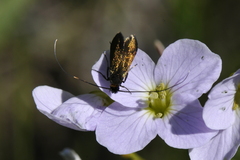 Cauchas rufimitrella