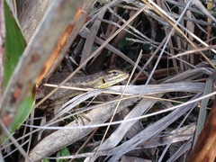 Stenocercus guentheri