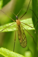 Limonia phragmitidis