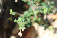 Xanthosia tridentata