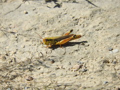 Phoetaliotes nebrascensis
