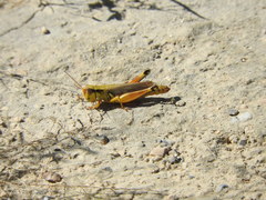 Phoetaliotes nebrascensis