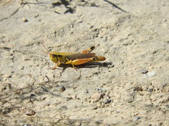 Phoetaliotes nebrascensis