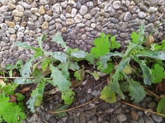 Golovinomyces fischeri