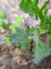 Golovinomyces fischeri