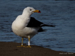 Larus atlanticus