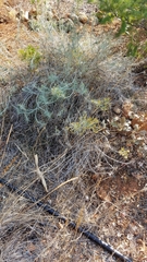 Ericameria nauseosa speciosa