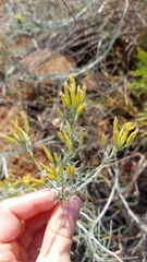 Ericameria nauseosa speciosa
