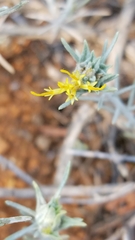 Ericameria nauseosa speciosa