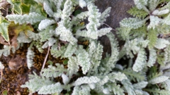 Achillea nana