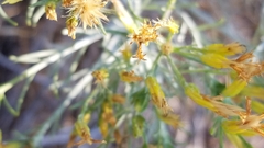 Ericameria nauseosa speciosa