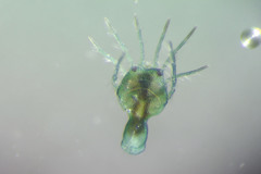 Arrenurus marshallae