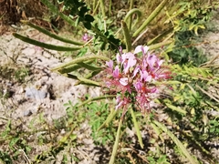 Polanisia dodecandra riograndensis