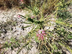 Polanisia dodecandra riograndensis