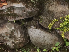 Rhabdophis tigrinus tigrinus