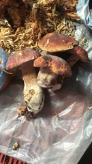 Boletus