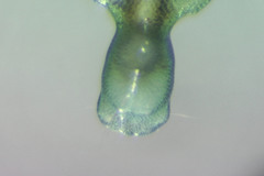 Arrenurus marshallae