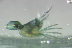 Arrenurus marshallae