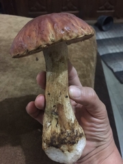 Boletus