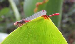 Ceriagrion georgifreyi