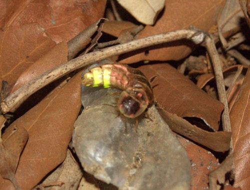 Lampyris fuscata