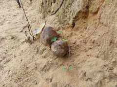 Scleroderma septentrionale