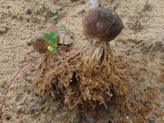 Scleroderma septentrionale