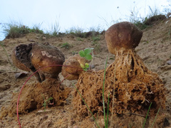 Scleroderma septentrionale