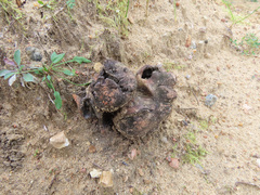 Scleroderma septentrionale