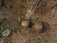 Scleroderma septentrionale