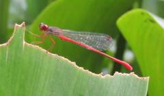 Ceriagrion georgifreyi