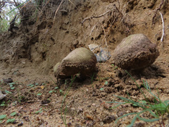 Scleroderma septentrionale