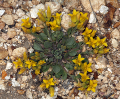 Physaria kingii kingii