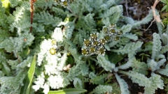 Achillea nana