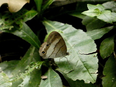 Euptychoides laccine