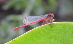 Ceriagrion georgifreyi