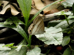 Euptychoides laccine