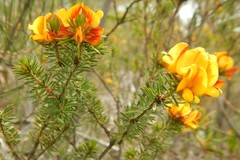 Pultenaea acerosa