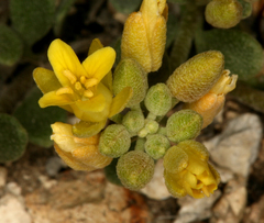 Physaria kingii kingii