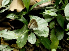 Euptychoides laccine