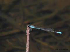 Acanthagrion lancea