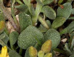 Physaria kingii kingii