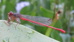 Ceriagrion georgifreyi