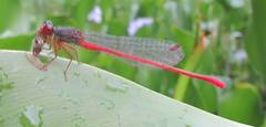 Ceriagrion georgifreyi