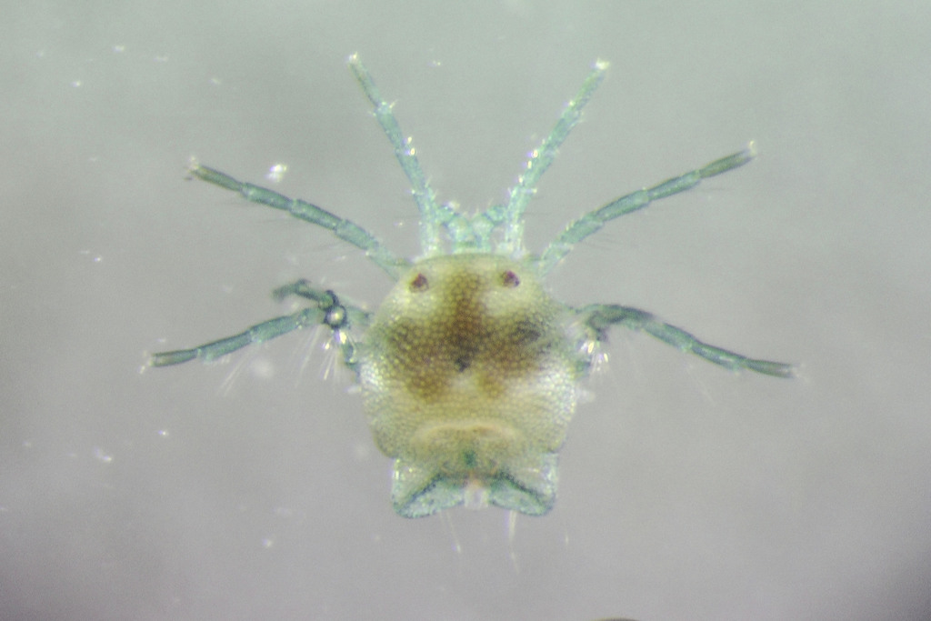 Arrenurus scutulatus