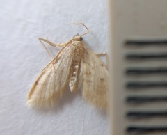 Lepidoptera