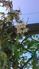 Funastrum cynanchoides