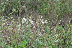 Hymenocallis palmeri
