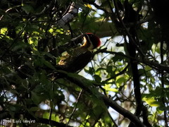 Piculus chrysochloros