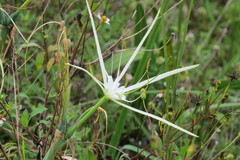 Hymenocallis palmeri
